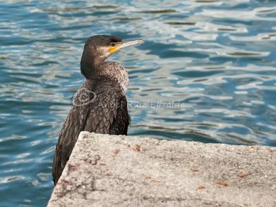 Cormorán grande...
