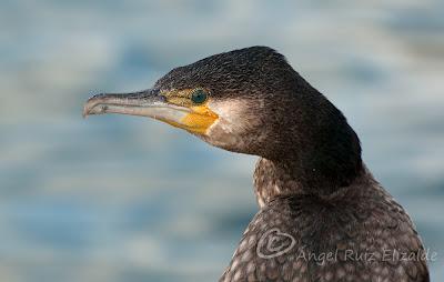 Cormorán grande...