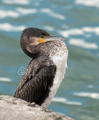 Cormorán grande...