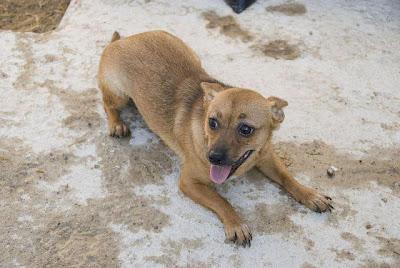 ADA, NACIÓ EN EL REFUGIO Y TODAVÍA SIGUE ALLÍ.
