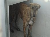 Galga matan mañana. (Badajoz)