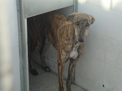 Galga que matan mañana. (Badajoz)