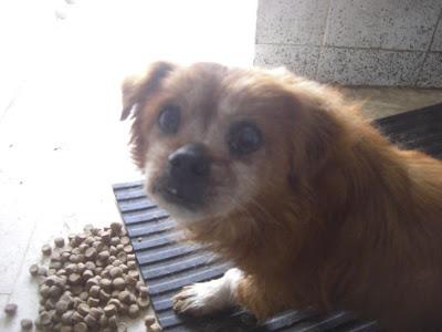 Viejecito mini dejado en la perrera para eutanasiar ( Badajoz)