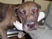 Rota, perro apaleado, desnutrido maltratado ¡urgente! (Cadiz)