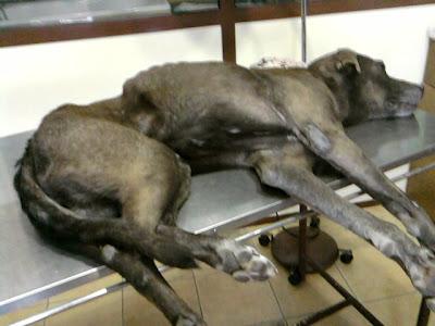 Rota, perro apaleado, desnutrido y maltratado ¡urgente! (Cadiz)