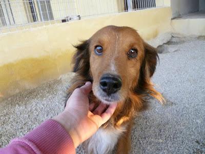 COQUI, otro caso de abandono durante años en una residencia (Murcia)