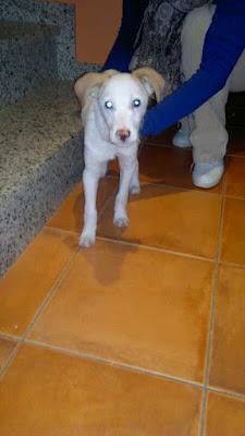 CACHORRO: SUS DUEÑOS SE MUDARON Y LO OLVIDARON!!