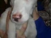 Cachorro: dueños mudaron olvidaron!!