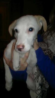 CACHORRO: SUS DUEÑOS SE MUDARON Y LO OLVIDARON!!