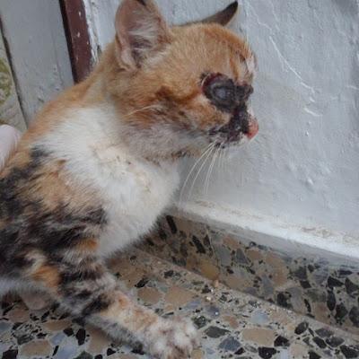 JADE, gatita ciega y con la cara destrozada. Arca Noe Córdoba.