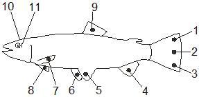 Técnicas en investigación: ¿cómo se marcan los peces?