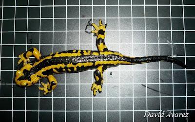 Técnicas en investigación: ¿cómo se marcan los peces?