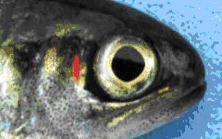 Técnicas en investigación: ¿cómo se marcan los peces?