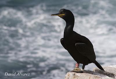 Técnicas en investigación: ¿cómo se marcan los peces?