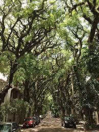 Calle más Verde del Mundo