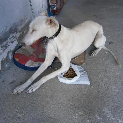 MUY URGENTE!! GALGA MUY MALITA, CON ALGO EN LOS OJOS, SI NADIE LA PUEDE ACOGER, TENDRÉ QUE SOLTARLA...(TOLEDO)