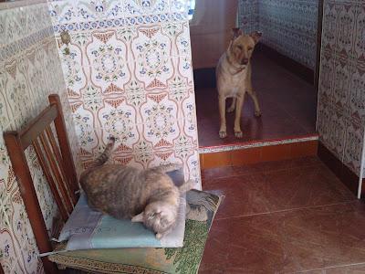 Curro, año y medio, su dueño ha muerto y no lo pueden sacar, se pasa la vida encerrado... (Córdoba)