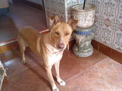 Curro, año y medio, su dueño ha muerto y no lo pueden sacar, se pasa la vida encerrado... (Córdoba)