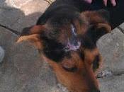 Pequeño herido calle ayuda favor! (sevilla)