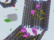 Nanorobots caza células leucémicas