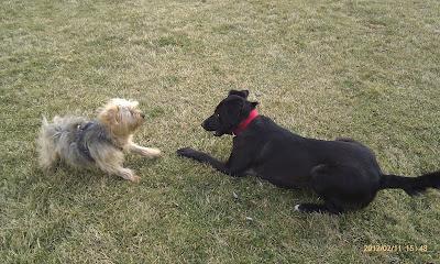 URGENTE ELI SE HA PERDIDO!! (BARCELONA)