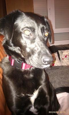 URGENTE ELI SE HA PERDIDO!! (BARCELONA)