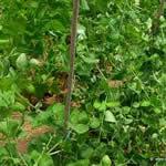 guisante planta medicinal