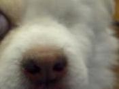 Pancho,un anciano tuertito,rescatado perrera,tambien quiere hogar....