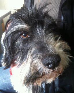 GOYO YA ESTÁ POR FIN EN CASA!