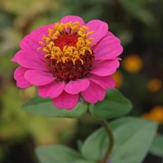 Zinias Patchwork