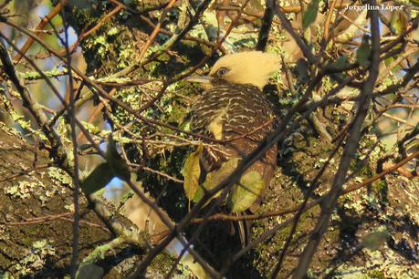 Carpintero copete pajizo (Celeus lugubris)