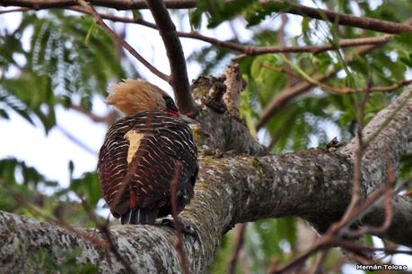 Carpintero copete pajizo (Celeus lugubris)