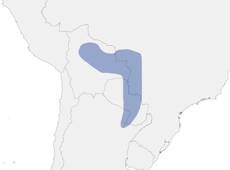 Carpintero copete pajizo (Celeus lugubris)