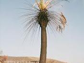 Thief estrenan Passional Relations