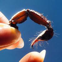 Squid estrena Cro-Magnon Man como adelanto de su disco Cowards