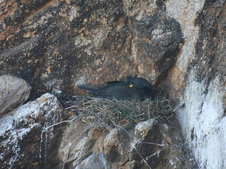 Cormoranes moñudos en periodo de cría