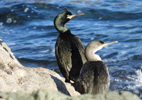 Cormoranes moñudos en periodo de cría