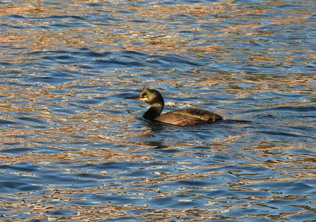 Cormoranes moñudos en periodo de cría