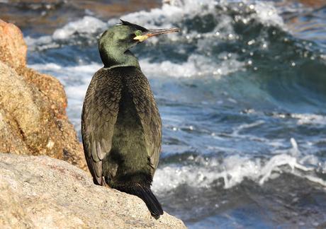 Cormoranes moñudos en periodo de cría