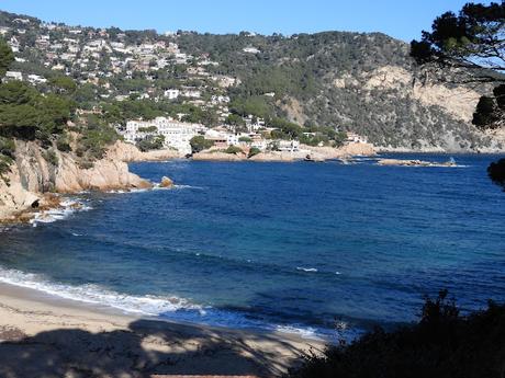 Cormoranes moñudos en periodo de cría