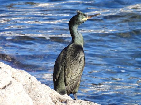 Cormoranes moñudos en periodo de cría