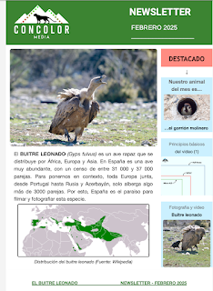 La Newsletter de Febrero de Concolor Media La Newsletter de Febrero de Concolor Media