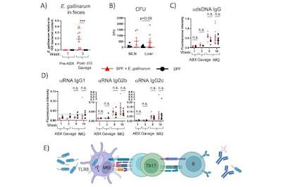 Las bacterias intestinales pueden inducir enfermedades autoinmunes