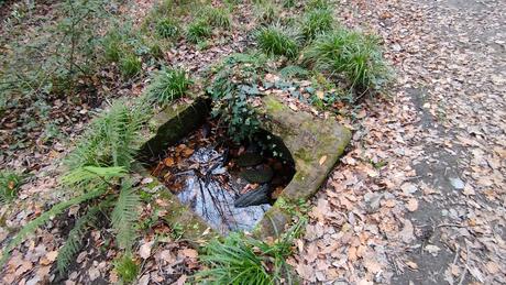 De Vallvidrera a la Font d'en Sert | Parc de Collserola
