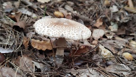 De Baixador de Vallvidrera al Turó dels Mussols | Parc de Collserola