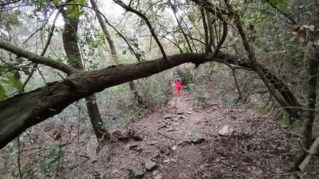 De Baixador de Vallvidrera al Turó dels Mussols | Parc de Collserola