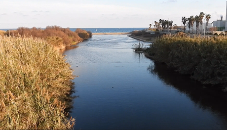 Fochas en la Desembocadura del Besòs