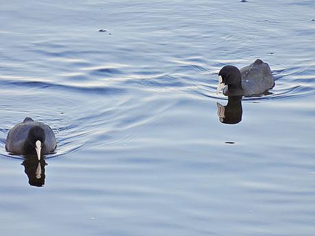 Fochas en la Desembocadura del Besòs