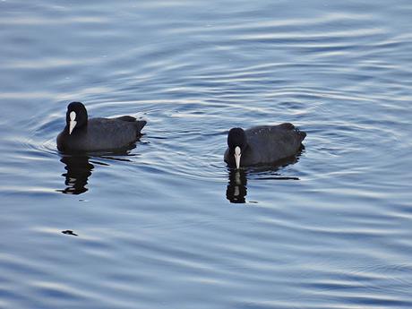 Fochas en la Desembocadura del Besòs