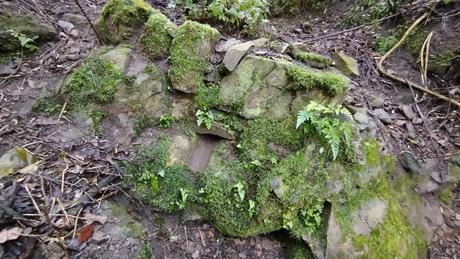 De Vallvidrera a la Font de la SEAS y la Font del Rector | Parc de Collserola